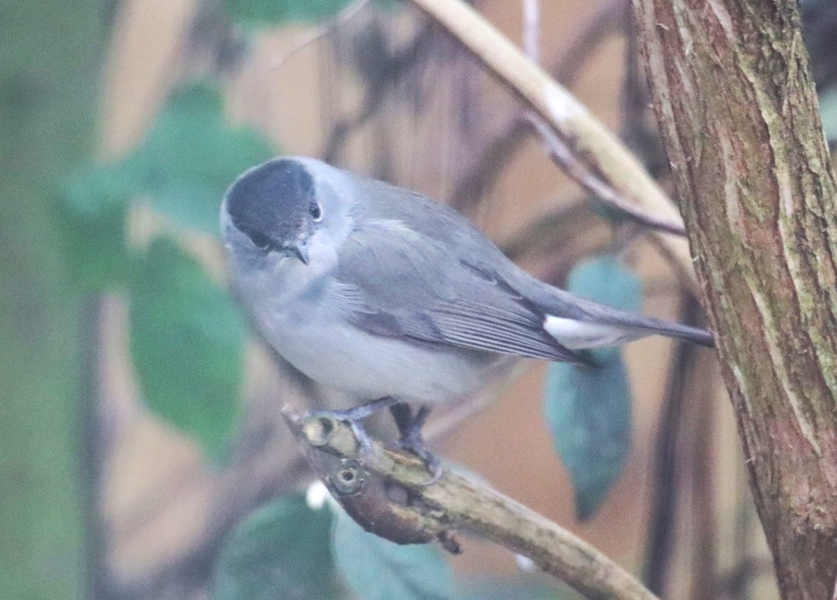 Both female and male Blackcap this afternoon on the feeders in the garden (Rodley, Leeds) today. Far more common in summer, but nowadays increasingly found here in winter. Must remember to clean the windows 😳