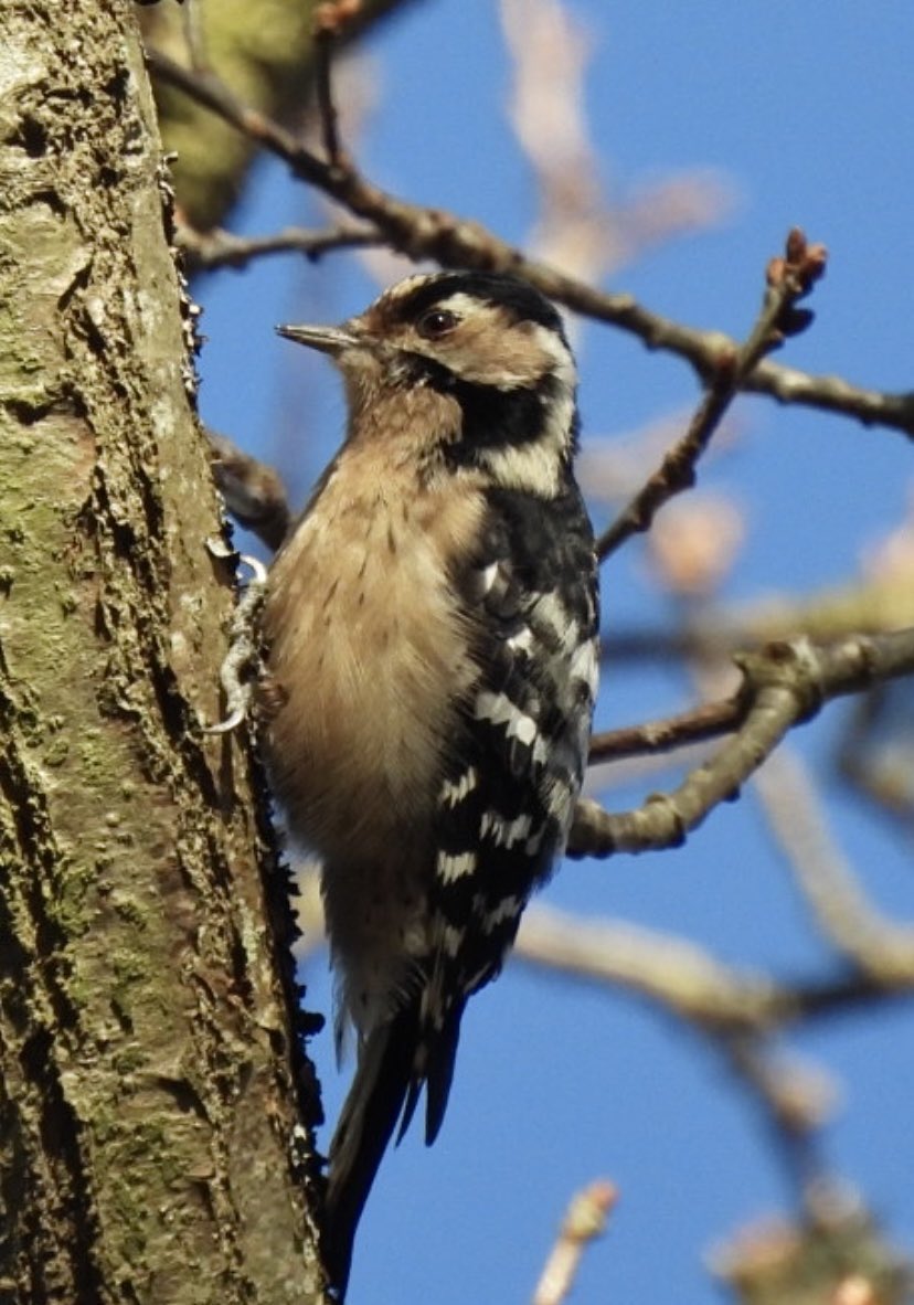h_Mathieson_'s tweet photo. An impromptu walk on my patch today did not disappoint. @Bucktonbirder - thought you’d enjoy this.
@lesserspotnet #LesserSpottedWoodpecker #UKredList https://t.co/jeJfW43hsk