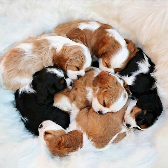 petpopular's tweet photo. https://t.co/bzl9atkwEn