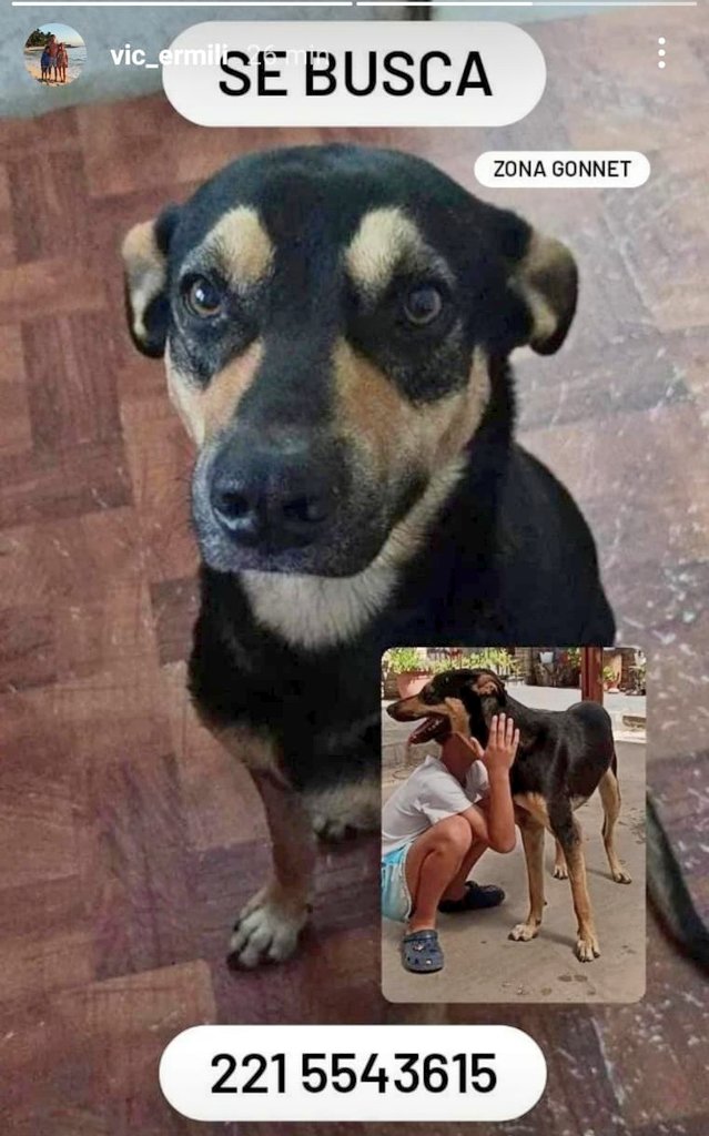 Si la ven, pueden avisar? Si no la ven, pueden retuitear?