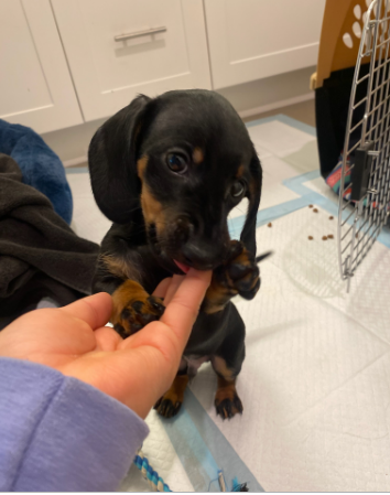 Everyone please help me with a warm welcome to our community to Snoop! WELCOME SNOOP to your new home!! Stop by the office anytime for your daily snack. 🐶🐶🐶🐶