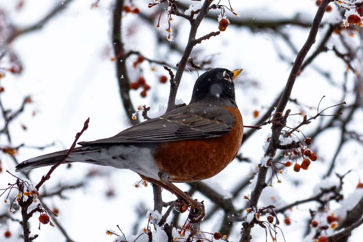 I saw a Robin in all this snow