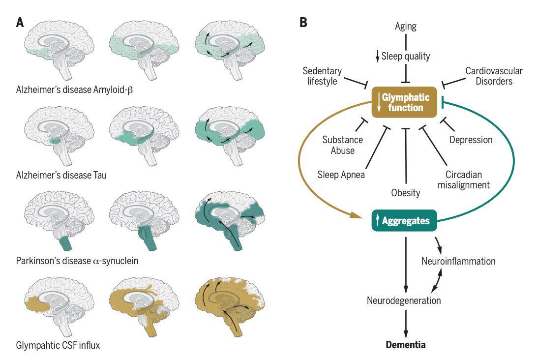 GLYMPHATIC SYSTEM - Surprised to see the role of it in various disease ...