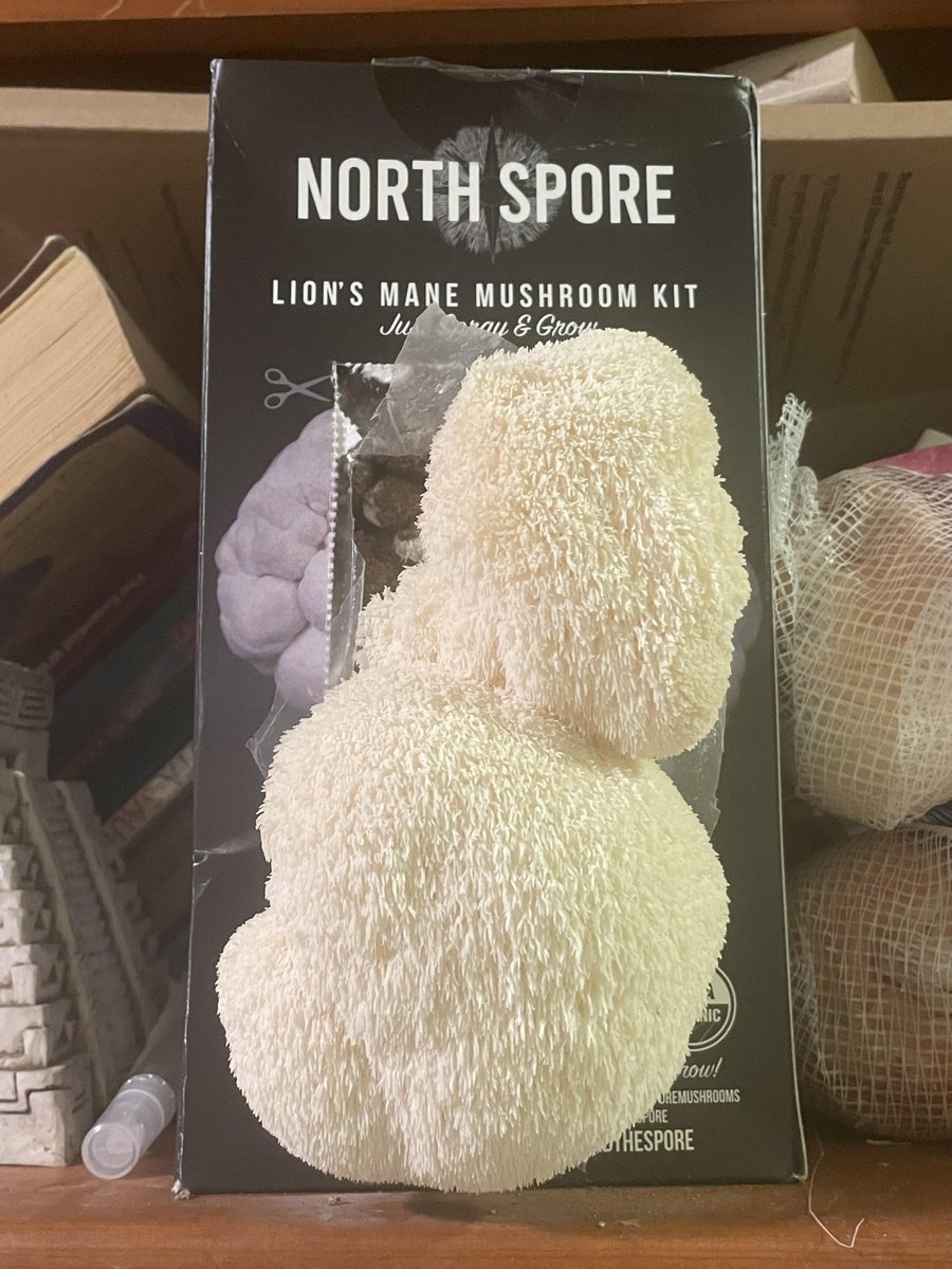 KlarkashT's tweet photo. Mushroom-Gatherers

When our pails were brimmed,
Mushrooms white and brown
Clustered where the slope went down. https://t.co/37Bc1f4Lm9