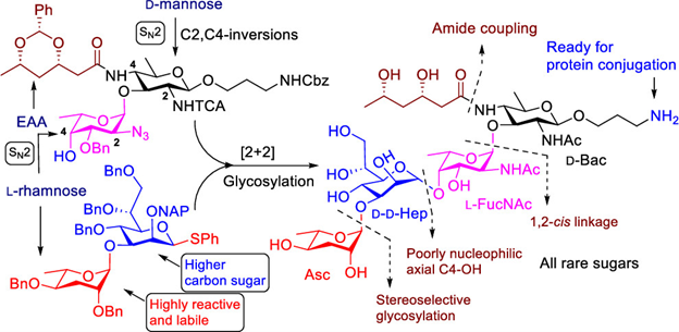 J Org Chem/Org Lett (@joc_ol) on Twitter photo Kulkarni and coworkers <a href="/Suvarn_Kulkarni/">Suvarn S. Kulkarni</a> from IIT Bombay report the first total synthesis of a conjugation-ready structurally complex tetrasaccharide repeating unit of vibrio cholerae O:3 O-antigen polysaccharide. Learn about it in #OrgLett pubs.acs.org/doi/10.1021/ac… Kulkarni and coworkers <a href="/Suvarn_Kulkarni/">Suvarn S. Kulkarni</a> from IIT Bombay report the first total synthesis of a conjugation-ready structurally complex tetrasaccharide repeating unit of vibrio cholerae O:3 O-antigen polysaccharide. Learn about it in #OrgLett pubs.acs.org/doi/10.1021/ac…