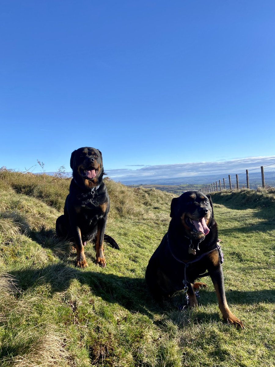 ❤️❤️❤️ I love my guys! ❤️❤️❤️
#rottie #rottweiler