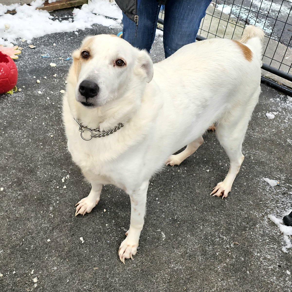 Snoopy is enjoying catching snowflakes outside ❤️❄️🐩
Eventually we need to make him go in... it's brrrrr
Don't forget we have a January Match Grant opportunity ❤️Mer paypal.com/donate?campaig…
We appreciate everyone's support 🙏 
#sanctuarydog