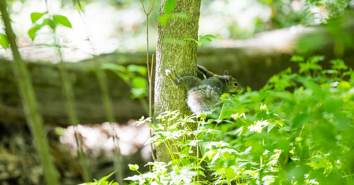 ForestPark4Ever's tweet photo. Remember! Squirrel Appreciation Day is Sunday this year. #ForestPark4ever #SquirrelAppreciation #ForestPark #StL #StLouis https://t.co/7eeWdKbA9S