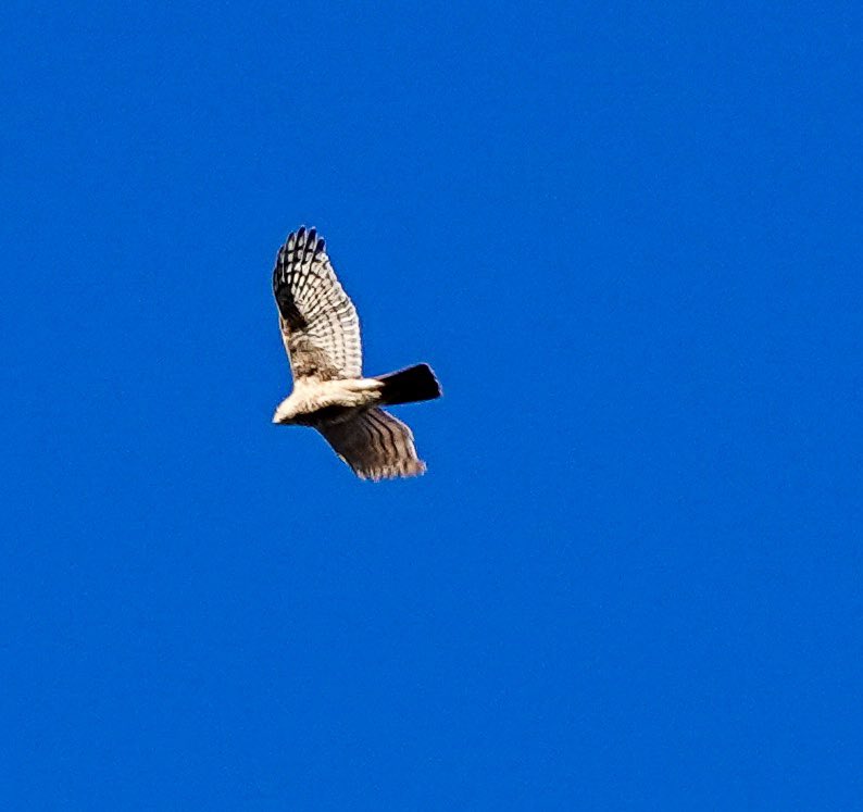 Female Sparrowhawk over Wormsley …
#sparrowhawk #hawk #raptor #hunter #birdofprey #wormsley #chilterns @chilternsights @chilterns_ccc @chilternsaonb #chilternhills #thechilterns <a href="/bbowt/">BBO Wildlife Trust</a>  @oxfordshire_wildlife  @inthe_chilterns #aonb #chilternsaonb <a href="/WildOxfordshire/">Wild Oxfordshire</a>