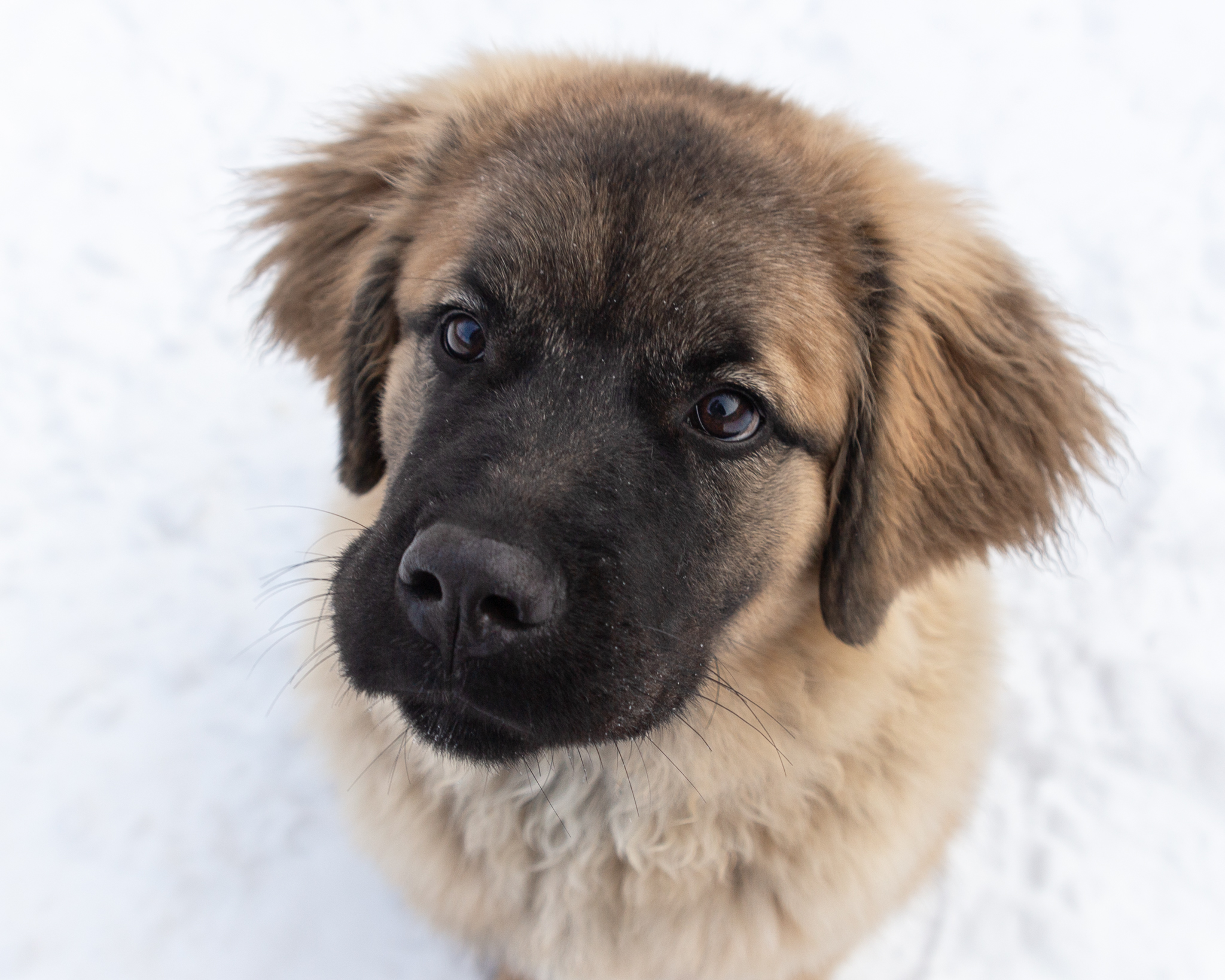 Petfinder leonberger on sale
