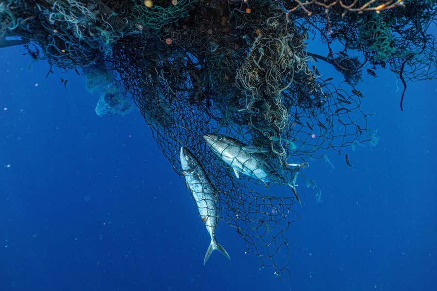 Is cleaning up the Great Pacific Garbage Patch worth the effort? (Spolier alert: Not the way it is being attempted!) newscientist.com/article/mg2613… #PlasticPollution
