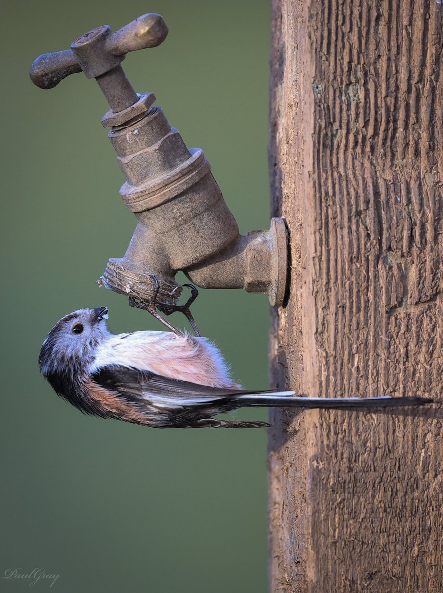 Thirsty long tailed tit #preston #lancashire #Winterwatch2024