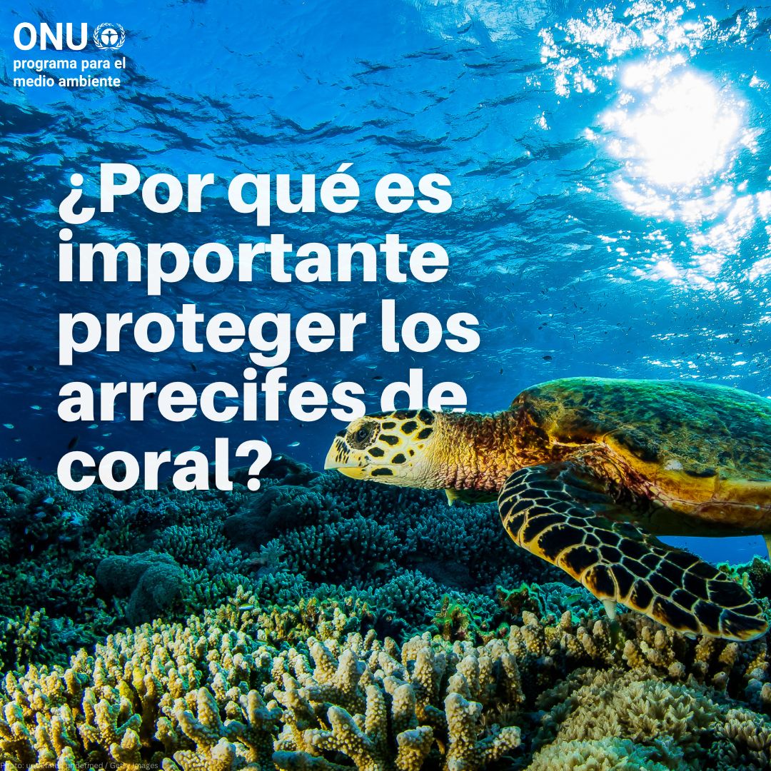 Los arrecifes de coral son los ecosistemas más bellos del mundo, pero están en peligro. Si el calentamiento global continúa aumentando, los arrecifes de coral desaparecerían por completo. Así trabaja @unep_espanol para salvarlos: unep.org/es/explore-top… #AcciónClimática
