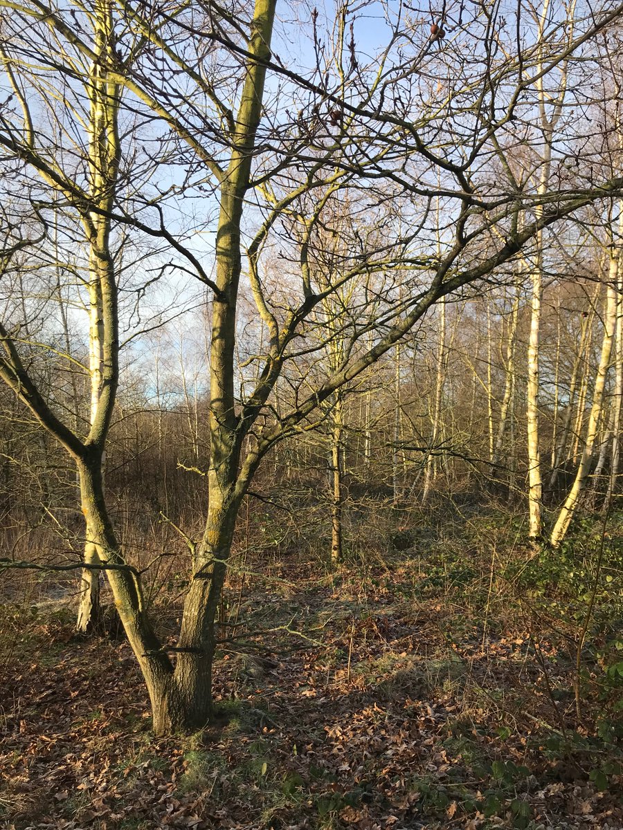 A cold crisp morning among the woodland &amp; 100s of trees🌳on beautiful RoseHill. All these #Trees  will be chopped down &amp; replaced by just 80 saplings under development plans! How can anyone believe <a href="/MyDoncaster/">City of Doncaster Council</a> when they say they’ll protect trees but let this happen? <a href="/ReforestB/">Reforest Britain</a>