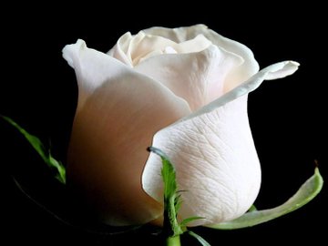Cultivo una rosa blanca, en julio como en ENERO; para el amigo sincero, que me da su mano franca!!! #DeZurdaTeam #MartíVive