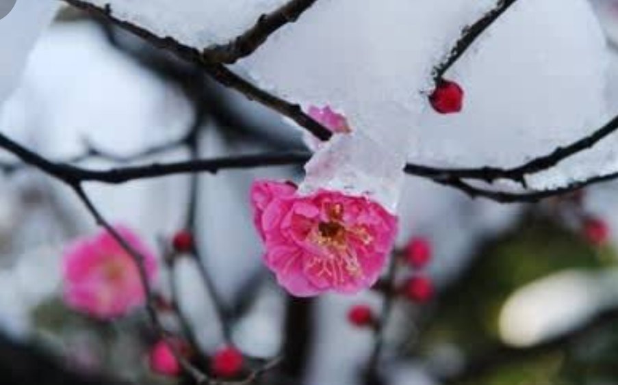 雪見れば いまだ冬なり
しかすがに  春霞ﾊﾙｶｽﾐ立ち
梅は散りつつ

万葉集 巻第十  1862
作者不詳

雪が降るのを見ると まだ冬だ
それなのに春霞がかかって
梅の花は しきりに散っている

お健やかな週末に…1/20 (土)

 #古布コレクション  #雪華文様
 #紅梅photo
