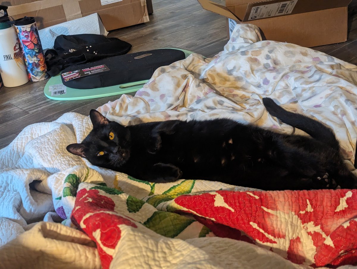 LesbianLass's tweet photo. @nyotokio I would have big sad. I haven't had the chance to hangout with you in a long time, and I want you to meet Rocket. https://t.co/x42FxTO0RR