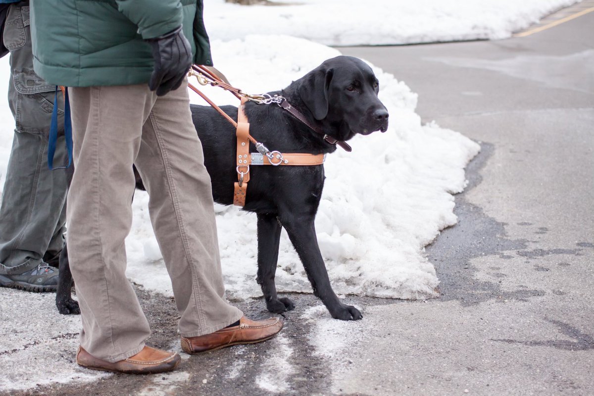 Guiding the way no matter the terrain 🐾🌨️ Our Guide Dogs undergo intensive training to excel in pathfinding, obstacle navigation, and stopping at curbs. Check if you're eligible for a guide dog at guidedog.org.