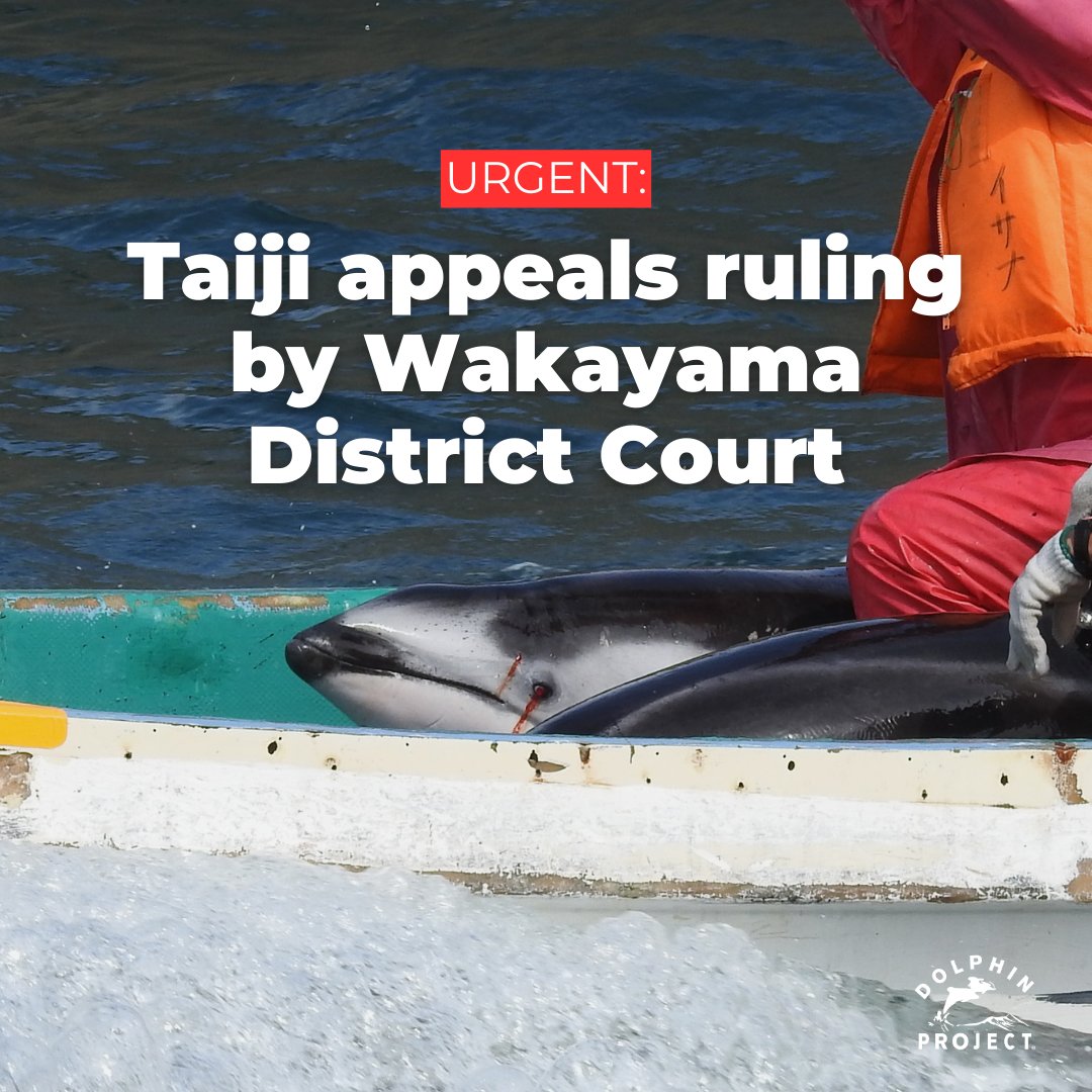 Taiji: The town of Taiji has appealed a ruling by Wakayama District Court. Their intention, or so they claimed, was not to hide information from its residents, but rather from groups opposing dolphin captivity. Predictably, the town has filed an appeal: bit.ly/48DZsXT