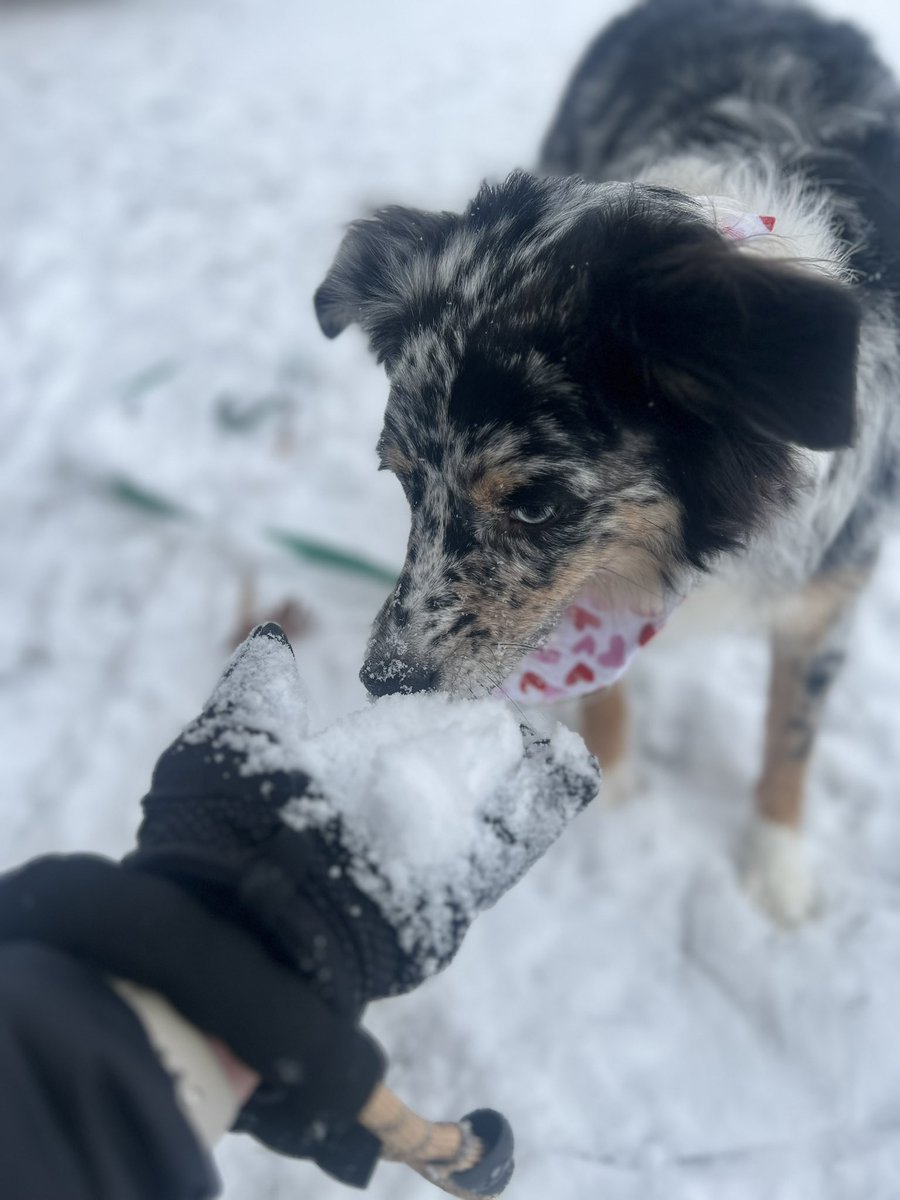 cjdoeslife's tweet image. Before… After. Girl loves the snow 🤣🐾