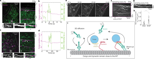 JCellBiol's tweet image. Tirumala, Redpath, Ananthanarayanan et al. show that cytoplasmic #dynein is activated in a stochastic manner when it encounters preformed dynactin–cargo complexes on #microtubules. hubs.la/Q02h1QSm0
@BE_IISc @UNSWMedicine