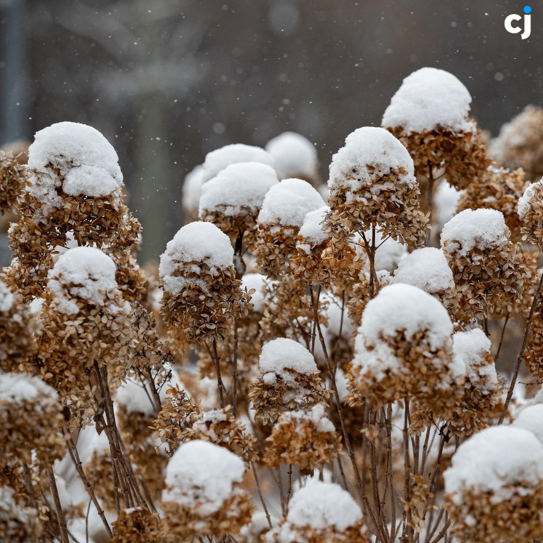 Courier Journal (@courierjournal) on Twitter photo For some, it's their favorite time of year. For others, well, not so much. ❄️
Check out more great photos from our photographers: tinyurl.com/p68d3v4d
📸: <a href="/JFauGFX/">Jeff Faughender</a> | <a href="/mattstonephotog/">Matt Stone</a> | <a href="/Utterback13/">Scott Utterback</a>
#Snow #Winter #Weather #Louisville #Kentucky #Snowing #KY #Nature For some, it's their favorite time of year. For others, well, not so much. ❄️
Check out more great photos from our photographers: tinyurl.com/p68d3v4d
📸: <a href="/JFauGFX/">Jeff Faughender</a> | <a href="/mattstonephotog/">Matt Stone</a> | <a href="/Utterback13/">Scott Utterback</a>
#Snow #Winter #Weather #Louisville #Kentucky #Snowing #KY #Nature
