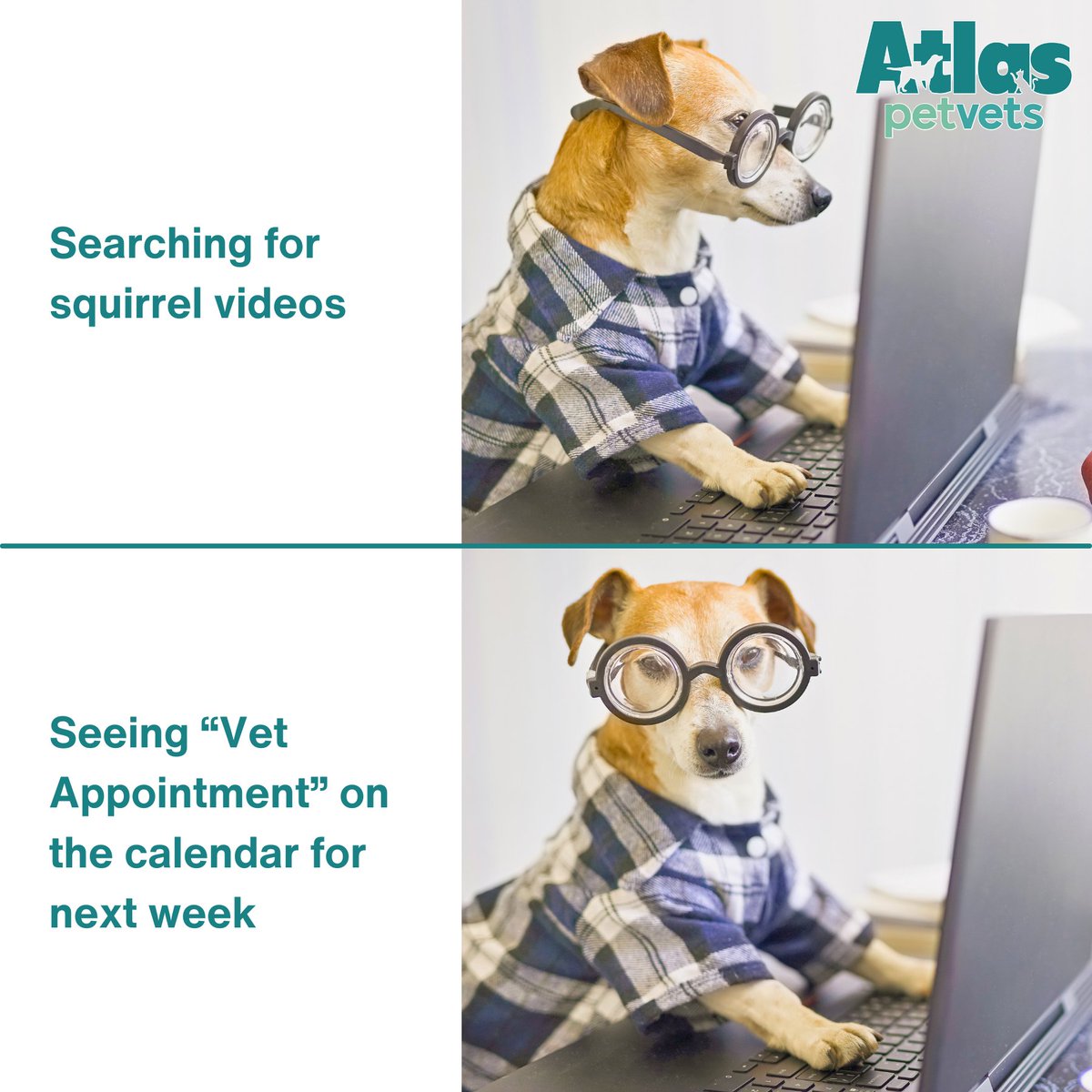 Does anyone know how to find squirrel videos, though? 🐿️🐕 #DogMemes #PetMemes