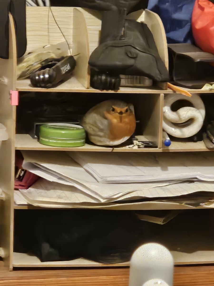 House Bob has taken to roosting in a desk organiser. 🙂