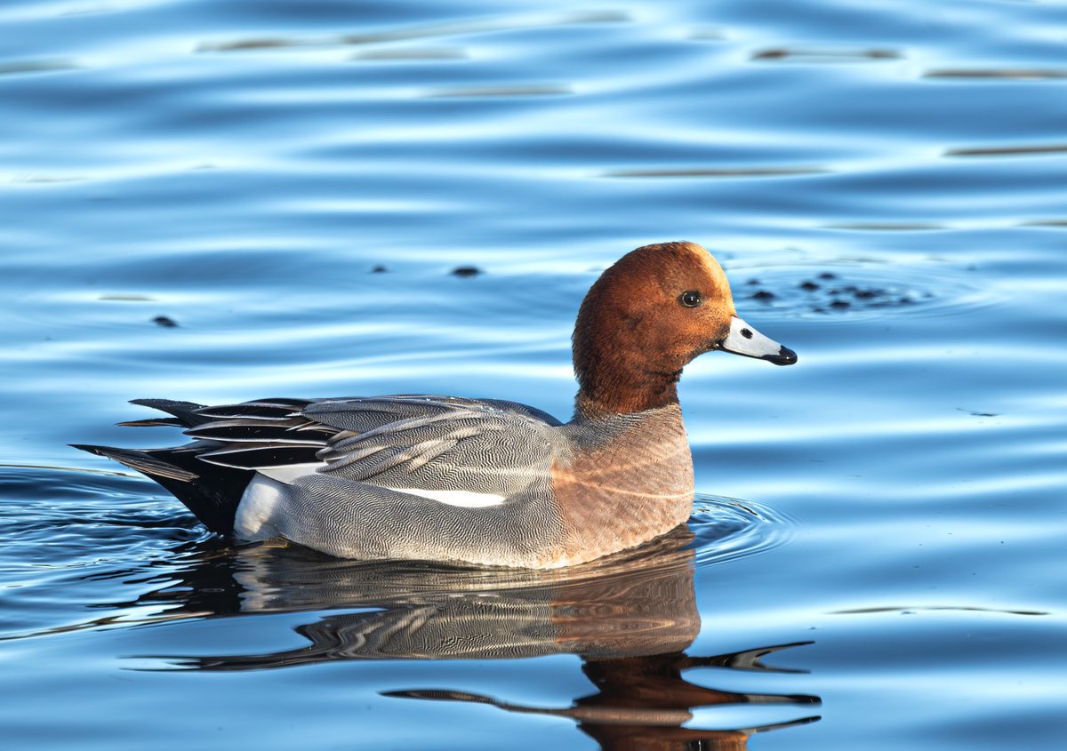Male Wigeon #marecapenelope #eurasianwigeon #broadwoodloch #cumbernauld <a href="/clydebirds/">John Molloy</a>