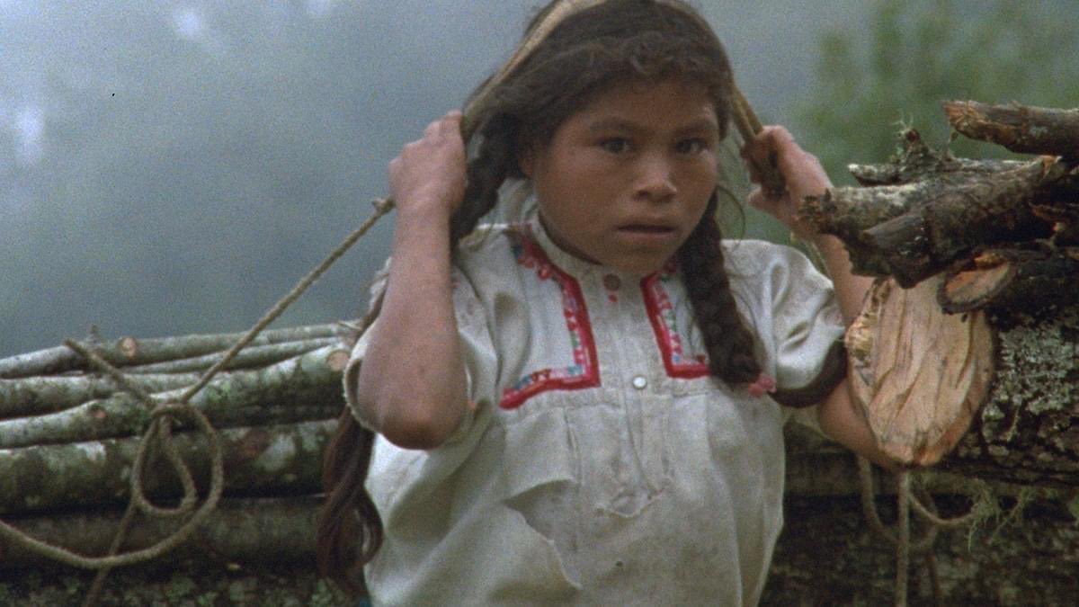 PROCINECDMX 🎥 tweet media