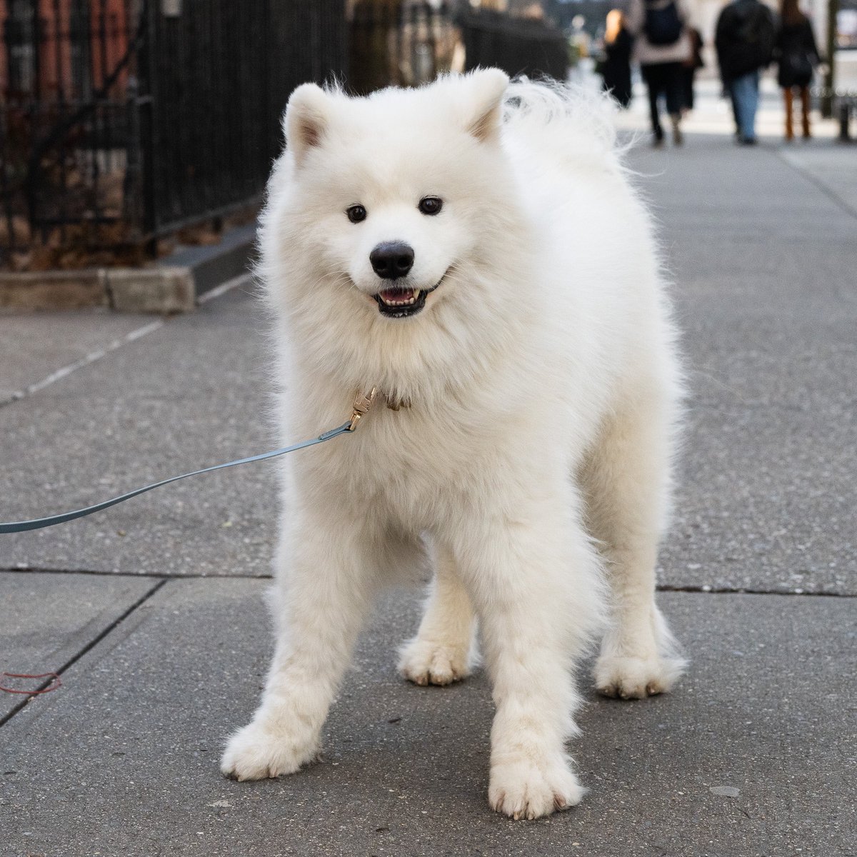 thedogist's tweet photo. Lumi, Samoyed (2 y/o), 8th &amp; 5th Ave., New York, NY • “We’re going on the subway, so that’s why he’s in the bag – it’s part of the requirement. His name means ‘snow’ in Finnish. He weighs about 50 lbs. He was on Good Morning America and the Sherri show.” https://t.co/XXYuqfzTYZ