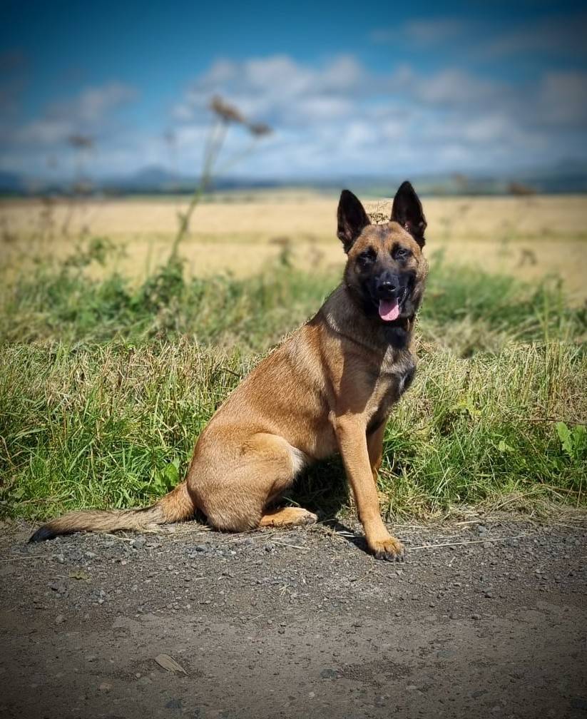 Great work last night by #PDHalley & her handler in Fife. After reports of a violent domestic, involving a knife, Halley set about looking for the suspect. After 1.5 hrs of concerted effort, in freezing conditions, they found the male suspect hiding! 1 in custody. #TheNoseKnows