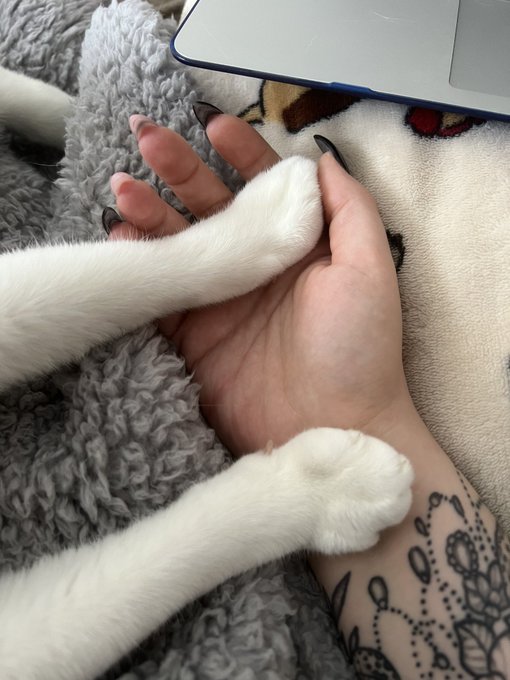 sorry I didn&rsquo;t respond right away I was holding hands with my cat https://t.co/MNrKTNwfRP