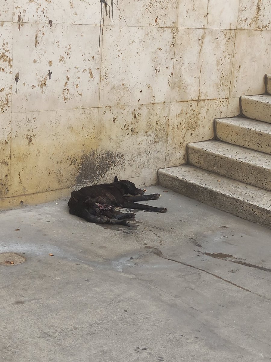 Guerrera de dios 🤗🤗😍😍 tweet media