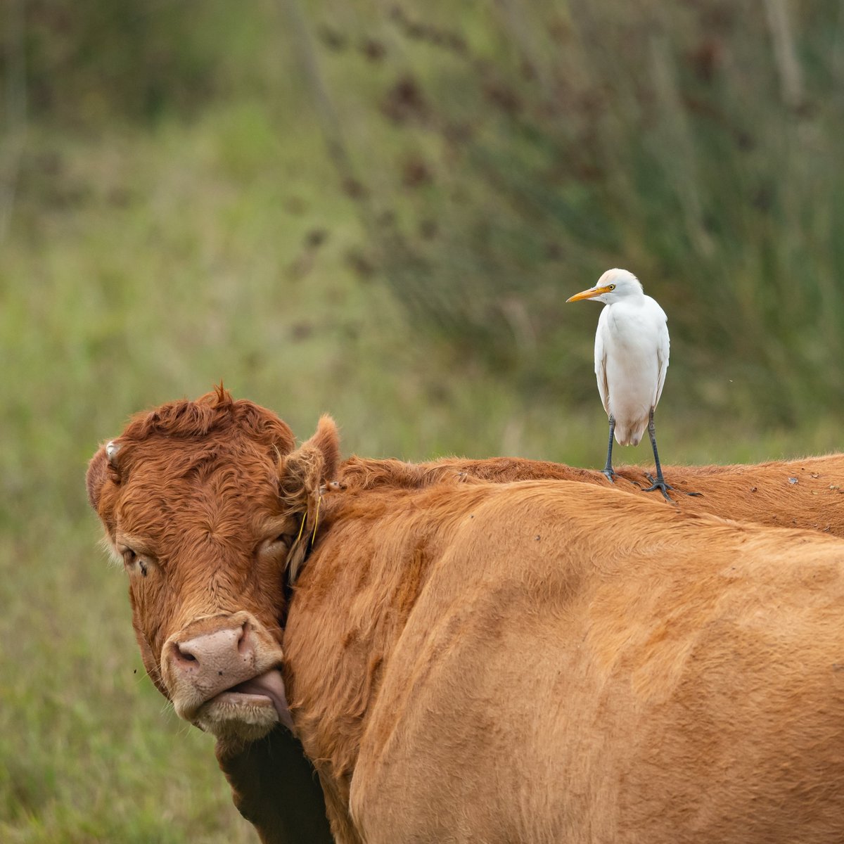 'Can you scratch my itch while you're back there?' @BBCSpringwatch #Winterwatch