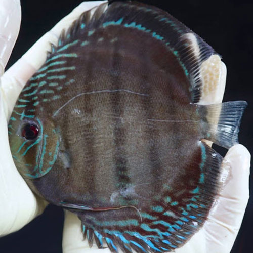 Wattley Discus (@WattleyDiscus) / X