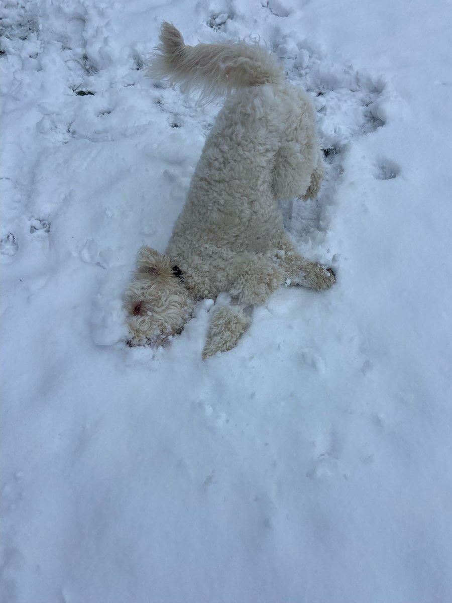 Hey <a href="/News12NJ/">News12NJ</a> check out our dog, Hank enjoying snow for the first time! #Winter2024 #jerseyshore