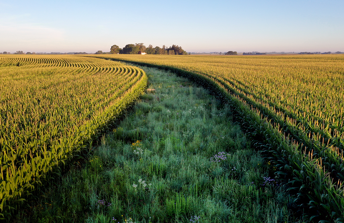 Join us January 24th at 4:30 p.m. for Dr. Lisa Schulte Moore in conversation with Dr. Daniel Karp on sustainable and resilient agriculture.🌾

To register for the Zoom discussion visit: environment.ucdavis.edu/events/lisa-sc…