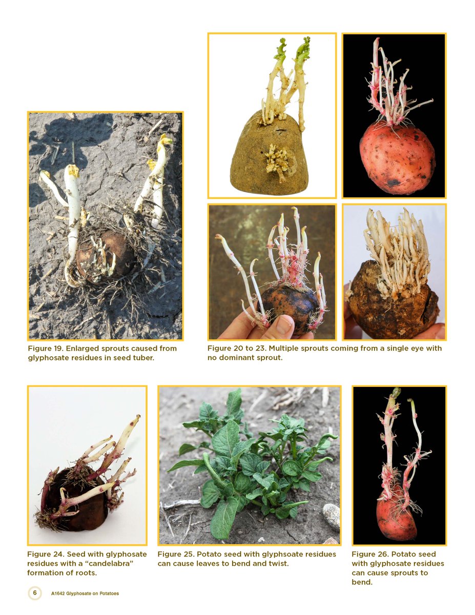 A newly updated glyphosate in potato Extension article is available at z.umn.edu/glyphosate