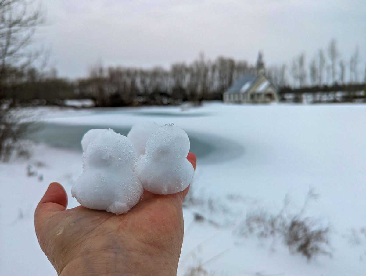 JamestownSet's tweet photo. I got to hold the ducks today. They didn't quack one single time. They were a tad cold though.
#wcth #hearties #snowducks
๐ธ Krista Petrie https://t.co/k5tvaJFIRq
