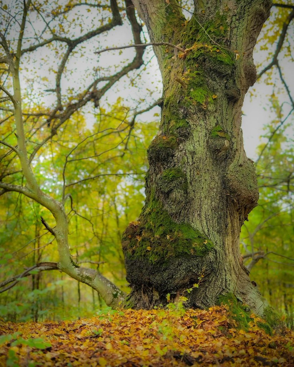 🗿
.
.
.
Read more : ecofriendlyfact.com

#oldtree #ilovetrees #oldtrees #tree_magic #treesofinstagram #tree_captures #tree_brilliance #theoutdoorfolk #earthgallery #in2nature #divine_forest