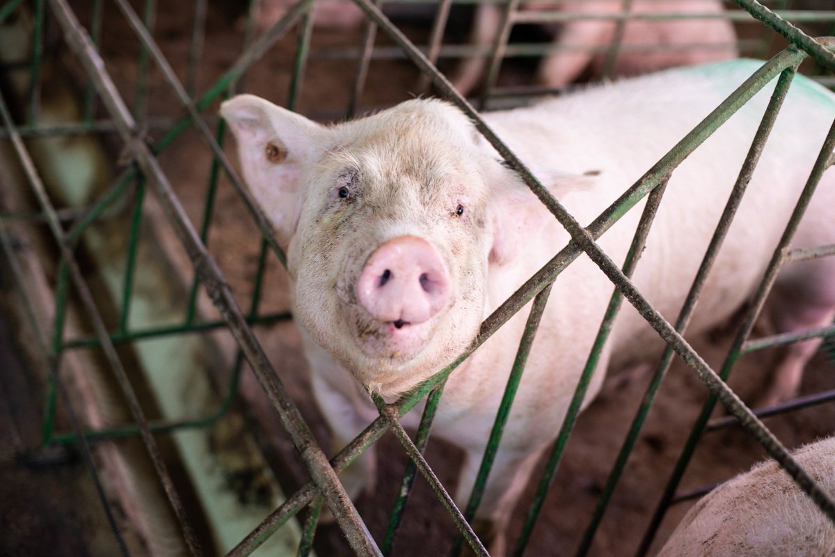 One day museums will house factory farm exhibits, and future generations will marvel at the cruelty their ancestors were capable of.

We can each choose which side of history we want to be on.