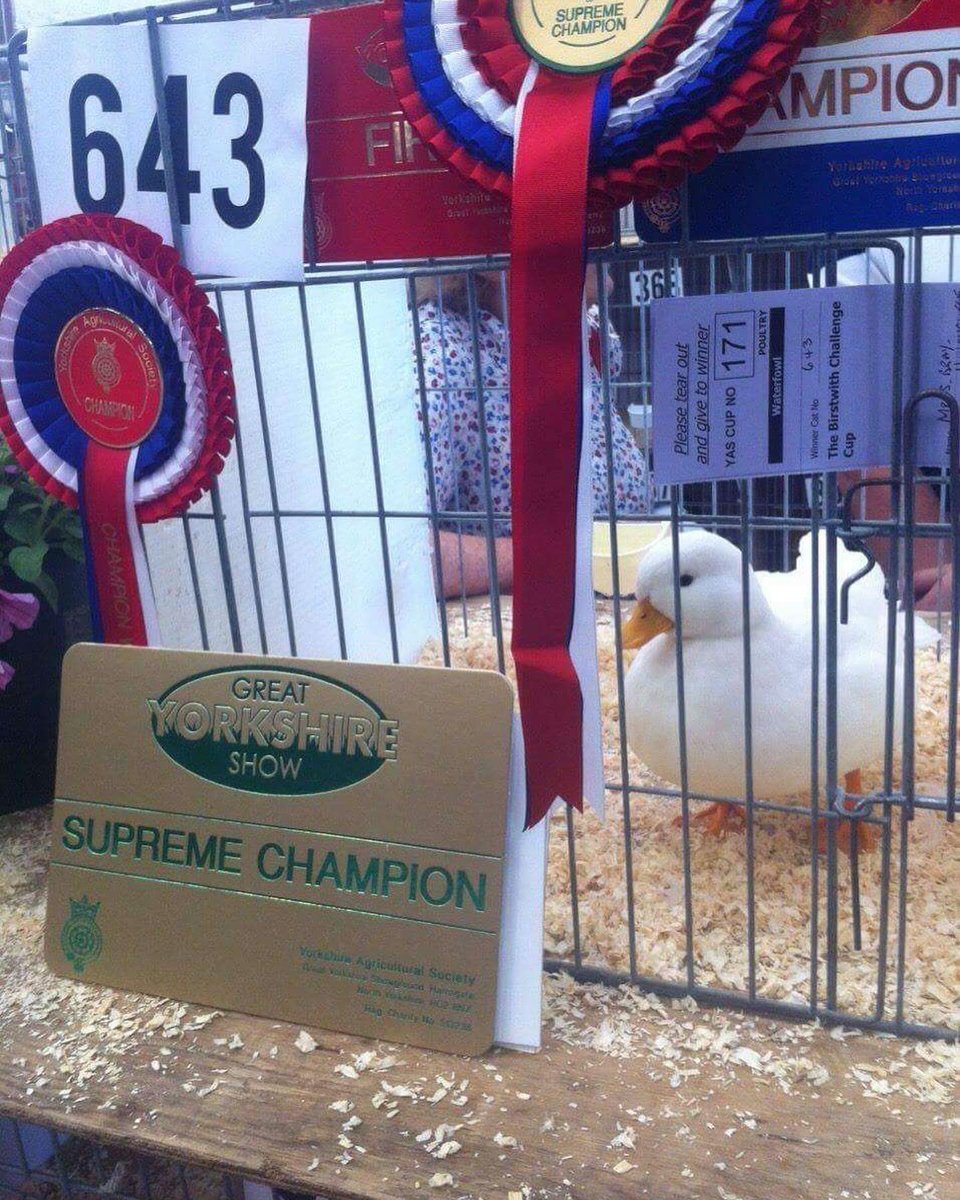 sigma female (@ligmaphemoid) on Twitter photo 