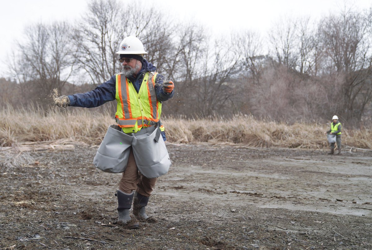 As the water recedes from the Iron Gate Reservoir, the Yurok Fisheries Department’s Revegetation crew is swiftly sowing hundreds of pounds of native plant seeds in the newly exposed earth to take advantage of the moist soil and prevent invasive weeds from taking root.