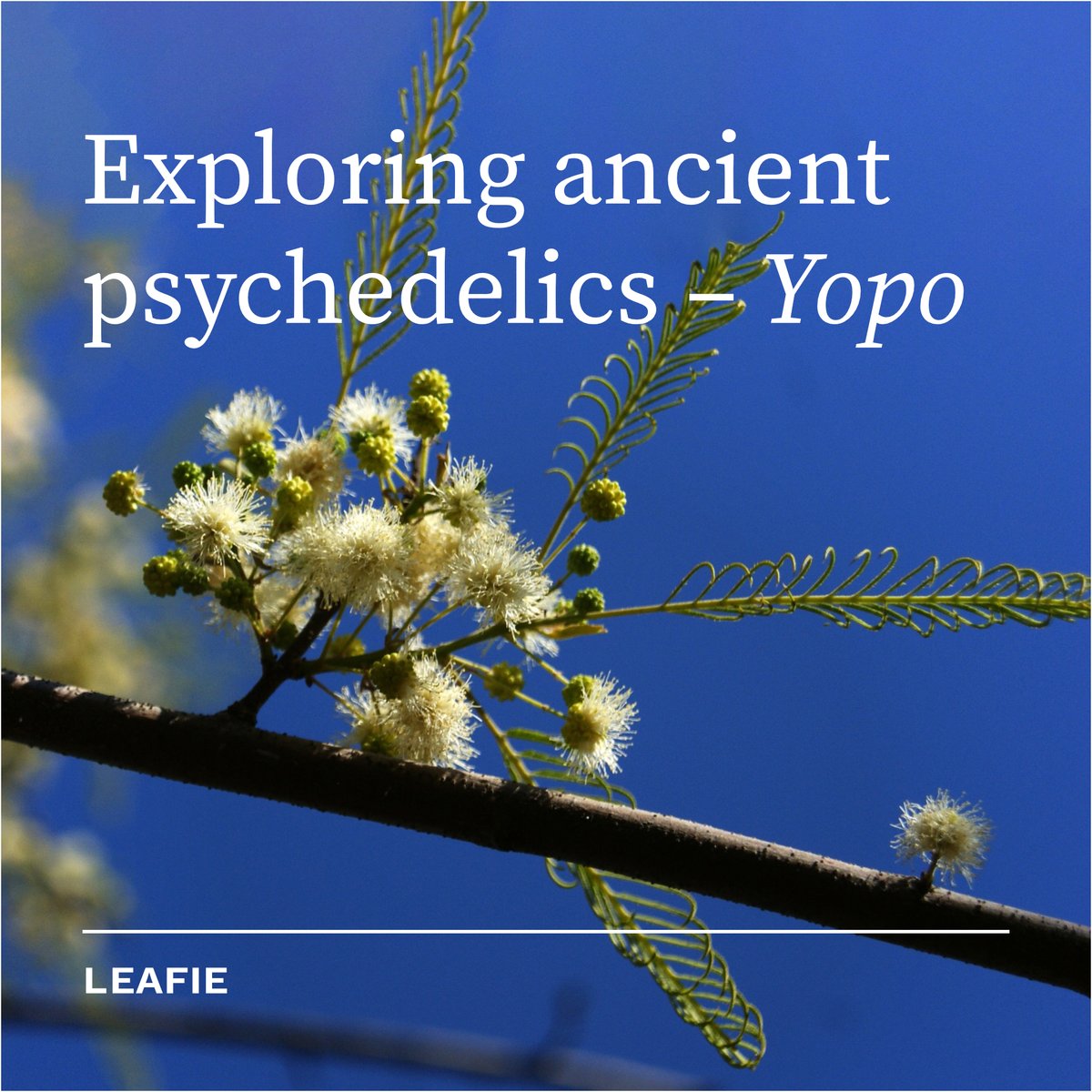 Exploring Ancient Psychedelics Yopo has been used for over 4000 years in South America as well as the Carribean. It is a powerful hallucinogenic plant, containing NN-DMT, 5-MeO DMT, and bufotenin. It is often used as a snuff. Source: Leafie #psychedelics #yopo #snuff #DMT