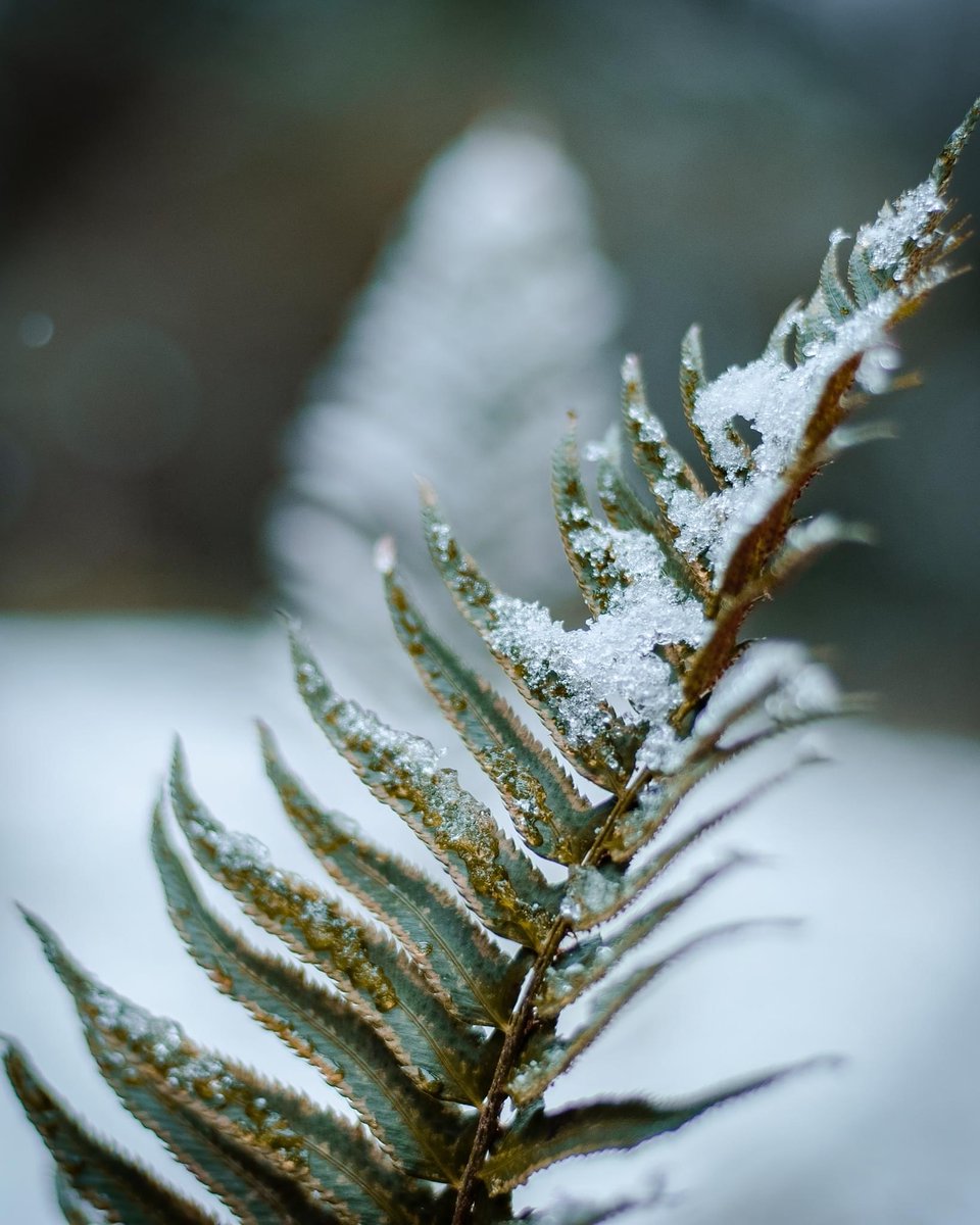 Cold and frosty 
#fernfriday