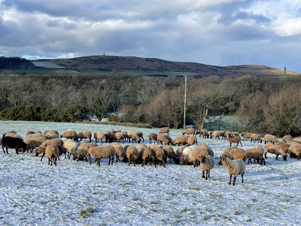 MLProduce's tweet photo. Giving the pregnant ewes extra in this cold weather. They all look so well #manxloaghtan #rarebreed #nativebreed #bestsheep #winter #farming #isleofman https://t.co/nB8PbkBoaE
