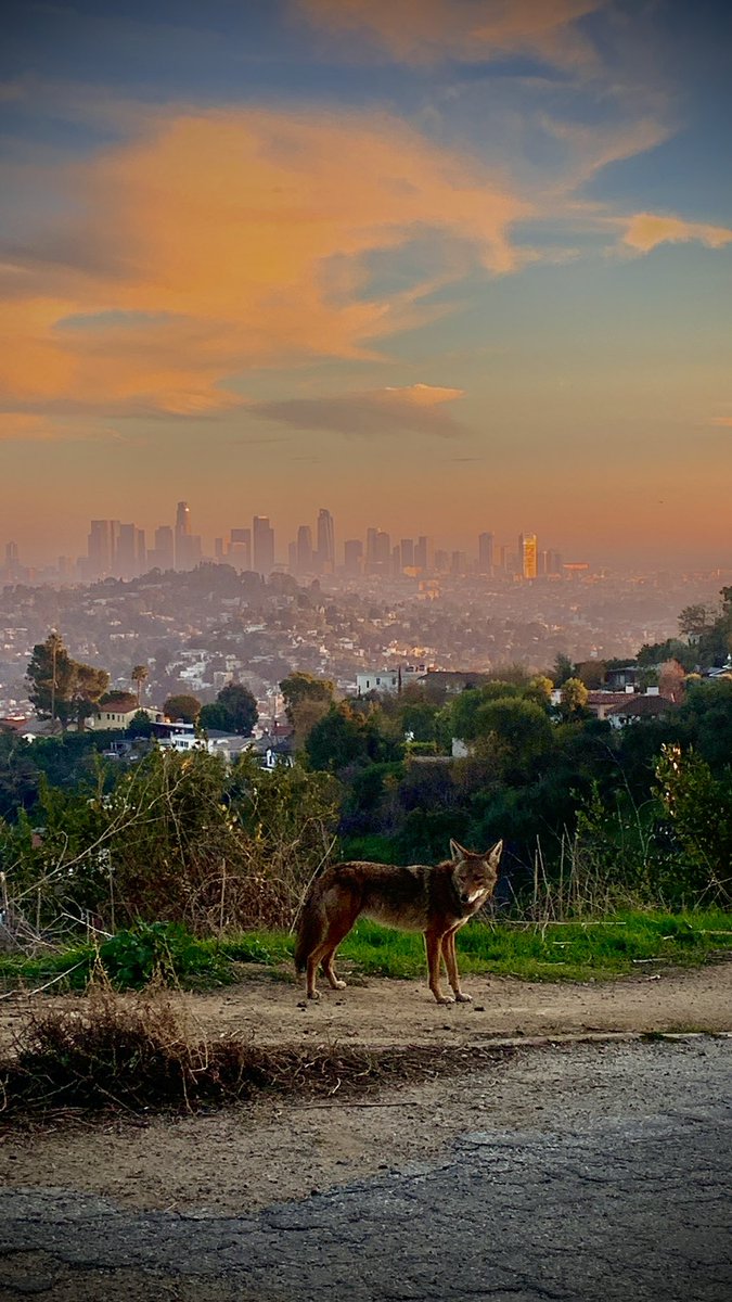 #GriffithPark #coyote