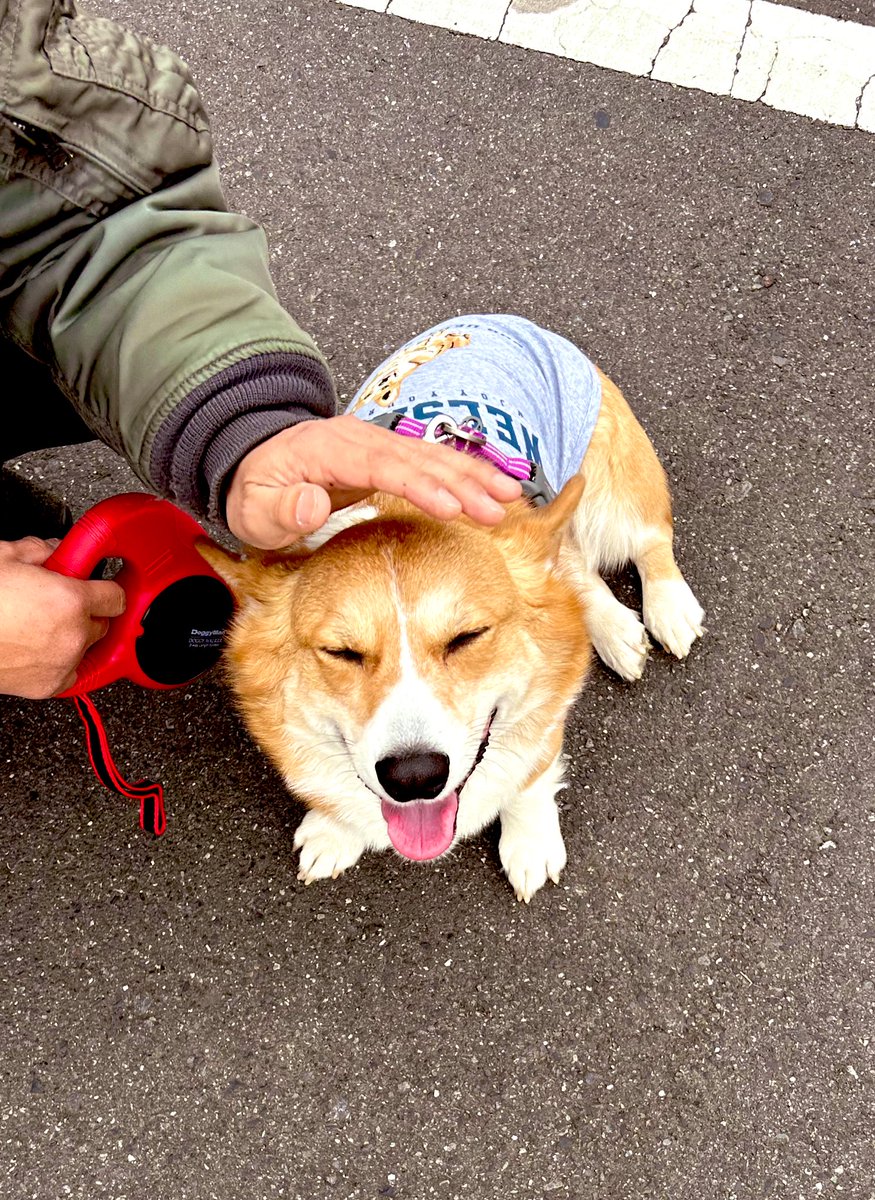 「今日は午後から雨予報なので買い物に連れ出してどっかの公園で思いっきり走ってきた 」|らくだ：ぼくいつ! 1巻出ました!のイラスト