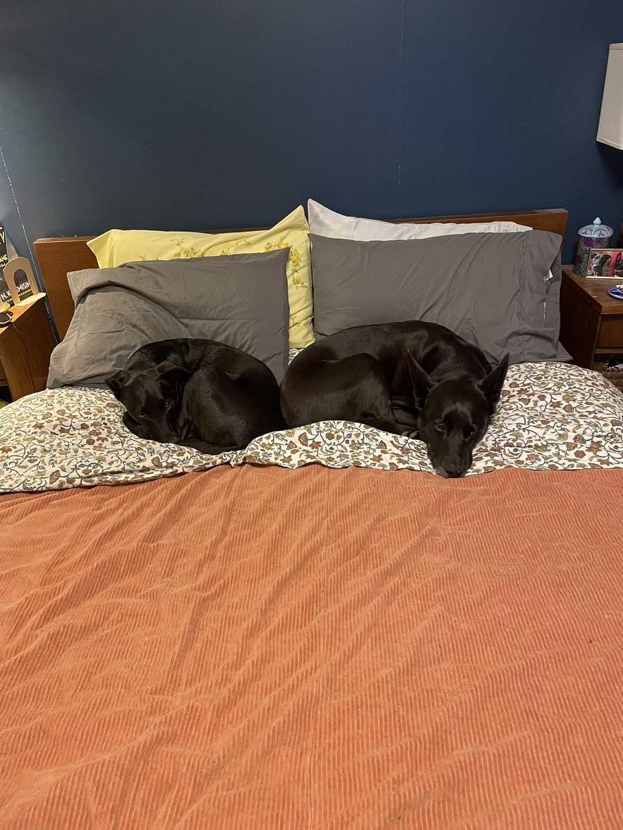 JPDOD's tweet image. C, hodmedod, is obviously the pups choice for word of the day!